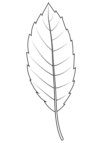 Cork Oak Leaf Coloring Page